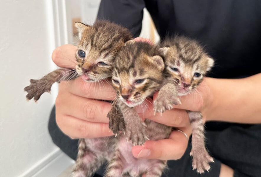 サンリオしっぽーず】赤ちゃん猫たちの名前決定しました