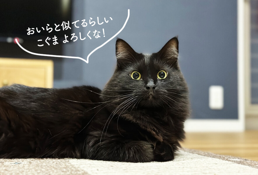 【新入生のこぐまくん】黒猫くろまめの弟分？！