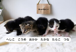 【保護子猫】新入生の6猫さんの仮名が決まりました！