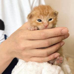ひとりっ子猫の茶トラ君がまたまた急変、その後報告とTikTokについて
