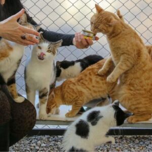 「ねこであ」のコト