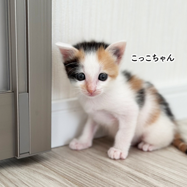 ねこっこ様専用ページ ばっち